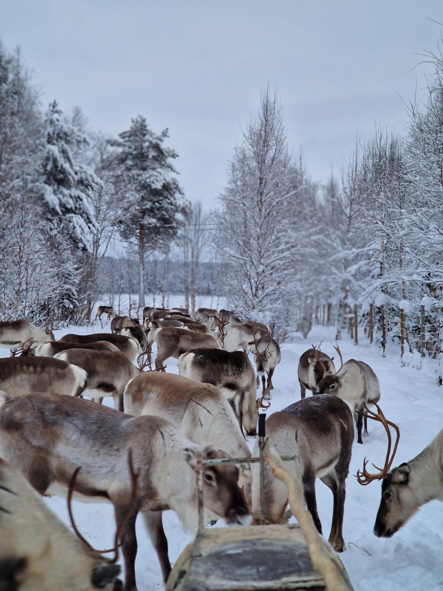 Puolukkamaan Pirtit Vila Lampsijärvi Exterior foto