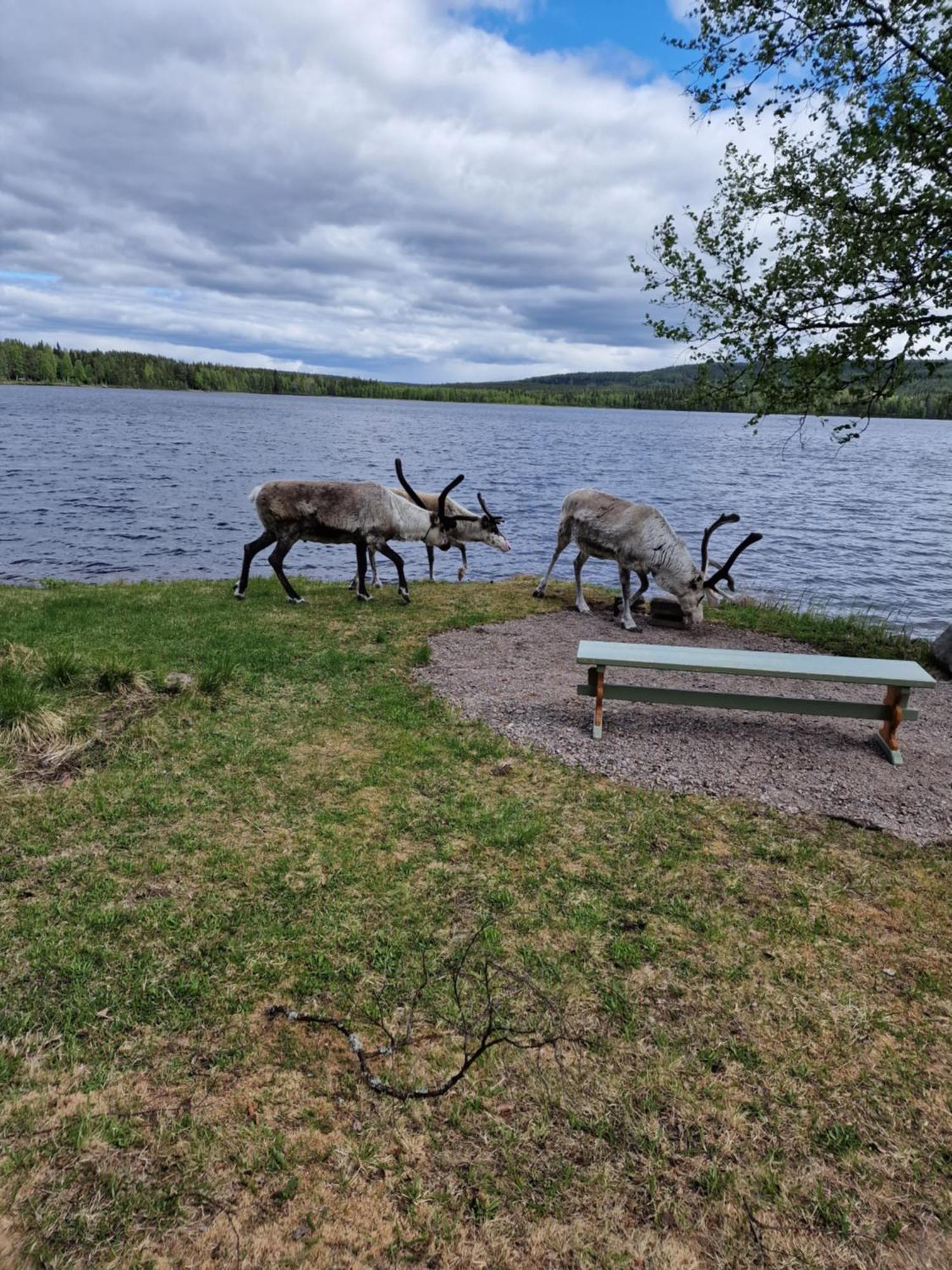 Puolukkamaan Pirtit Vila Lampsijärvi Exterior foto