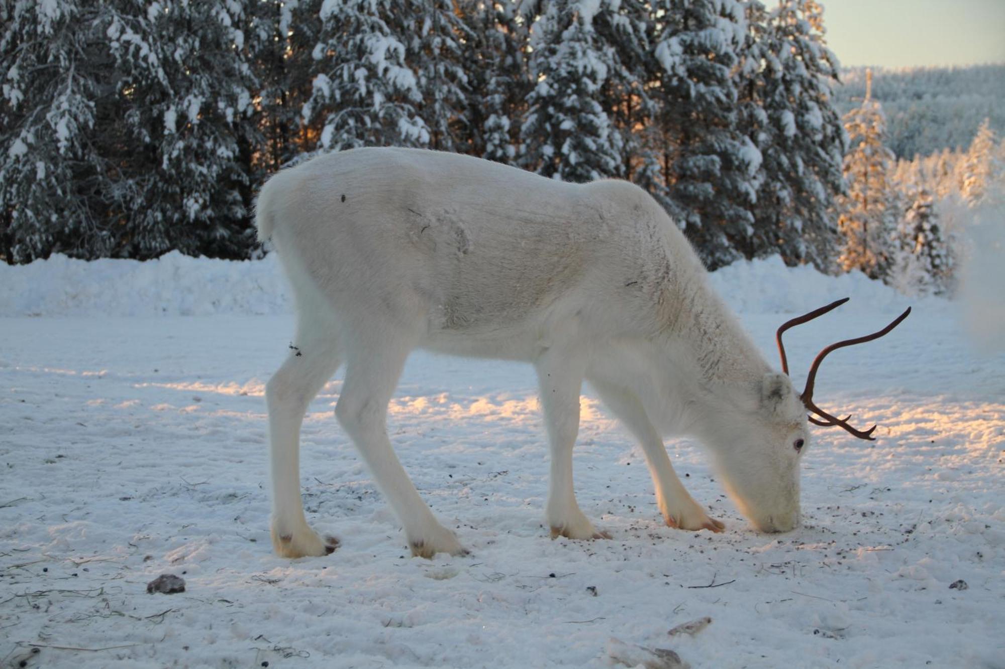 Puolukkamaan Pirtit Vila Lampsijärvi Exterior foto